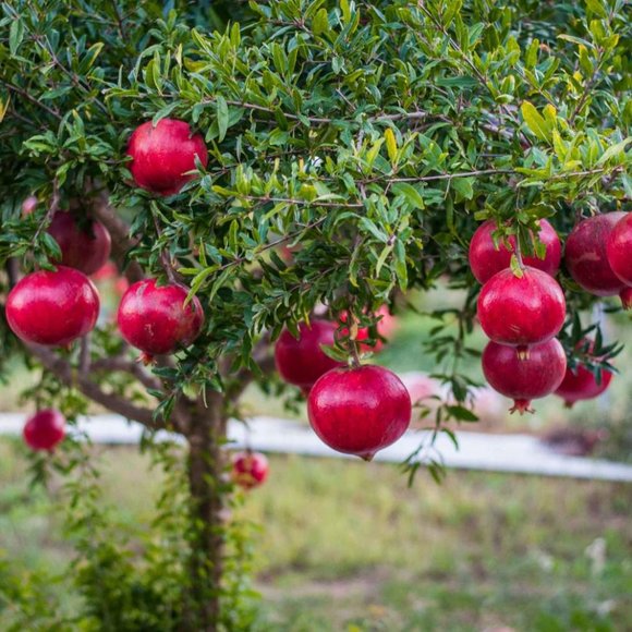 Meet your Posher, Ch - Picture 1 of 1